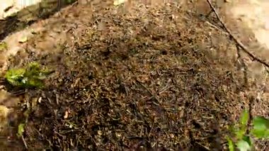 Formica Formica aquilonia. Avrupa orman karıncası. Timelapse.