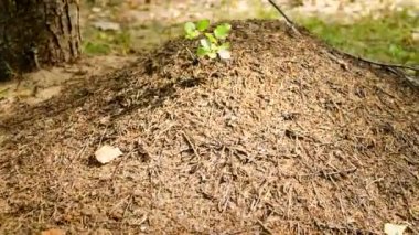 Formica aquilonia. Avrupa orman karıncası. Timelapse. Anthill.