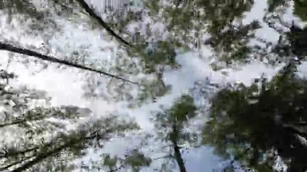 Timelapse-hemel bomen. Onder de boomtoppen vliegen wolken. Oude bos. — Stockvideo