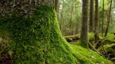 Ormanın zaman aşımı. Savaştan sonra siperleri olan eski antik orman.