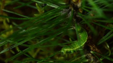 Caterpillar Geometridae. Orman zararlıları anlamına gelir. Caterpillar paraziti.