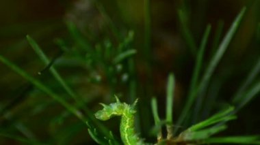 Caterpillar Geometridae. Orman zararlıları anlamına gelir. Caterpillar paraziti.