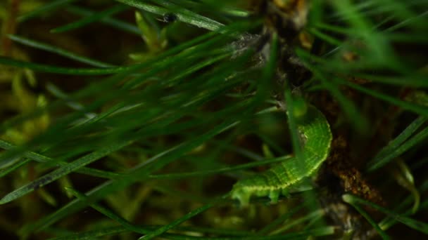Caterpillar Geometridae. Désigne les ravageurs forestiers. Parasite de chenille . — Video