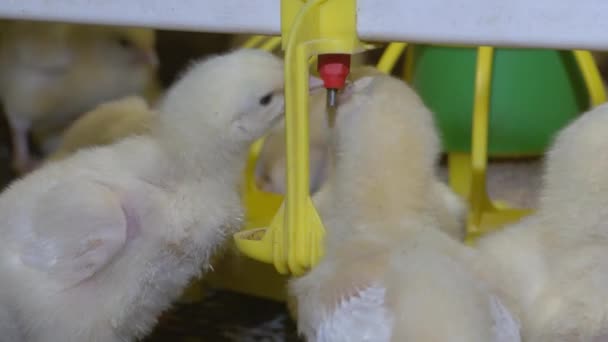 Εκτροφείο πουλερικών. Εκμετάλλευση για την παραγωγή κοτόπουλων. Φλάφι χαριτωμένα κοτόπουλα. — Αρχείο Βίντεο