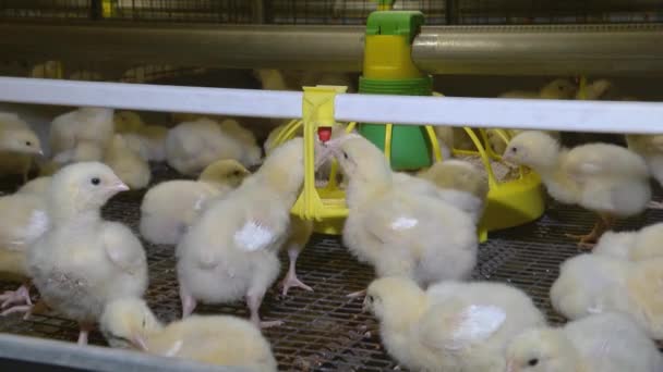 Geflügelhof. Farm für die Produktion von Hühnern. Flauschige süße Hühner. — Stockvideo