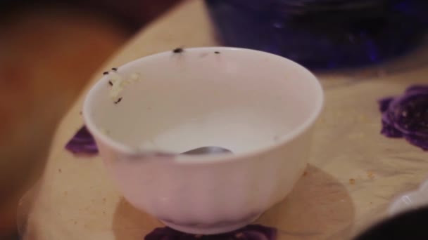 Dirty Bowl Met House Fly — Stockvideo