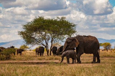 Safari Tarangire Milli park alanında - anne ve bebek fil (bilimsel adı: Loxodonta africana ya da Swahili içinde 
