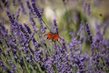 Peacock butterfly sitting on violet lavender with blurred background in the garden or field clipart