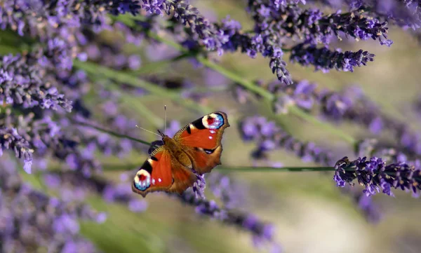 Papillon Paon Assis Sur Lavande Violette Avec Fond Flou Dans — Photo