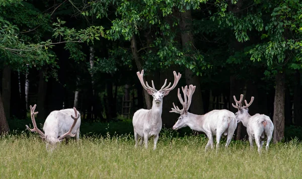 ゲームの予備 背景の森の雄大な白い鹿 — ストック写真