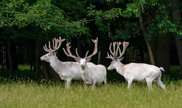 Maestosi Cervi Bianchi Nella Riserva Caccia Foresta Sullo Sfondo — Foto Stock