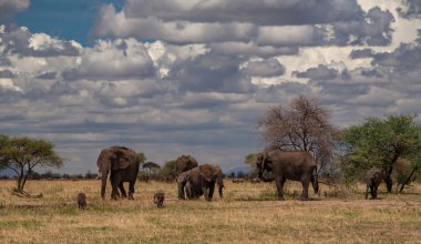 İki warthogs ile su pan yakın sürüsü. Tarangire Milli Parkı - sürüsü Safari'de (bilimsel adı: Loxodonta africana veya 