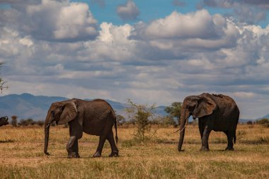 Kuru ot olacak sürüsü. Tarangire Milli Parkı - sürüsü Safari'de (bilimsel adı: Loxodonta africana ya da Swahili içinde 