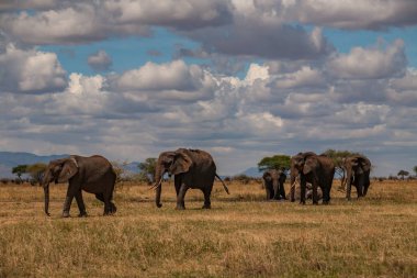 Kuru ot olacak sürüsü. Tarangire Milli Parkı - sürüsü Safari'de (bilimsel adı: Loxodonta africana ya da Swahili içinde 