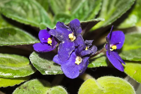 Flores Violetas Com Folhas Verdes Brilhantes — Fotografia de Stock