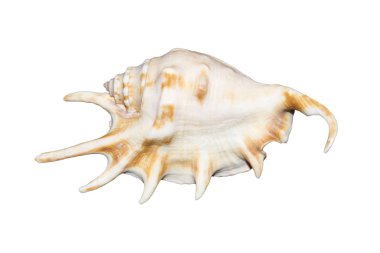 Beyaz arka plan üzerinde izole deniz kabuğu. Dikenli egzotik deniz kabuğu.