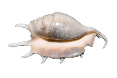 Beyaz arka plan üzerinde izole deniz kabuğu. Dikenli egzotik deniz kabuğu.