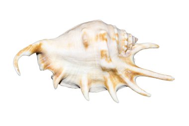 Beyaz arka plan üzerinde izole deniz kabuğu. Dikenli egzotik deniz kabuğu.