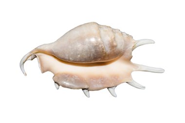Beyaz arka plan üzerinde izole deniz kabuğu. Dikenli egzotik deniz kabuğu.