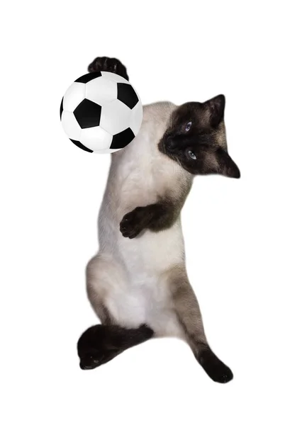 Gato Com Uma Bola Futebol Fundo Branco Siamese Jogador Futebol — Fotografia de Stock