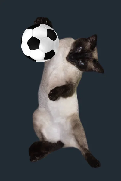 Кіт Футбольним Ячем Білому Тлі Siamese Cat Футболіст — стокове фото