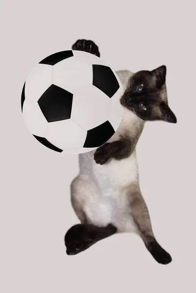 Gato Com Uma Bola Futebol Fundo Branco Siamese Jogador Futebol — Fotografia de Stock