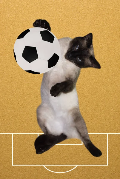 Gato Com Uma Bola Futebol Fundo Branco Siamese Jogador Futebol — Fotografia de Stock