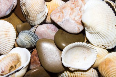Deniz taşları ve deniz kabuklarını doku. Deniz taşları ve kabukları ile arka plan.