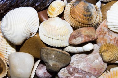 Deniz taşları ve deniz kabuklarını doku. Deniz taşları ve kabukları ile arka plan.