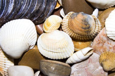 Deniz taşları ve deniz kabuklarını doku. Deniz taşları ve kabukları ile arka plan.