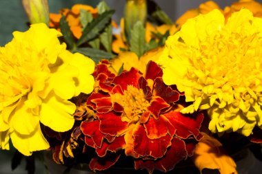 Marigolds renkli. Kadife çiçeği çiçek arka plan.