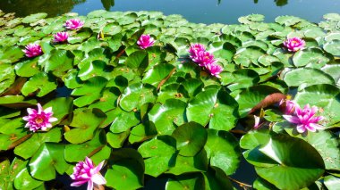 Nilüfer. Nilüferler ile arka plan. Parlak nilüferler.