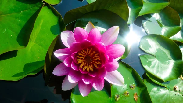 Water lily.Background with water lilies.Bright water lilies.