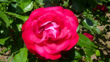 Kırmızı Bush yükseldi. Gül çiçek Bush.Rose çiçek.