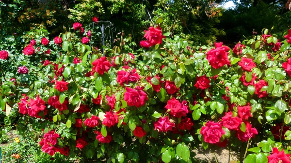 Red Bush Rose Rose Flower Bush Rose Flowers — Stock Photo, Image