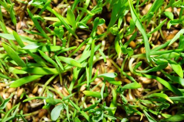 Filiz yulaf. Yeşil filizlenmiş lahanası. Yeşil çimen.