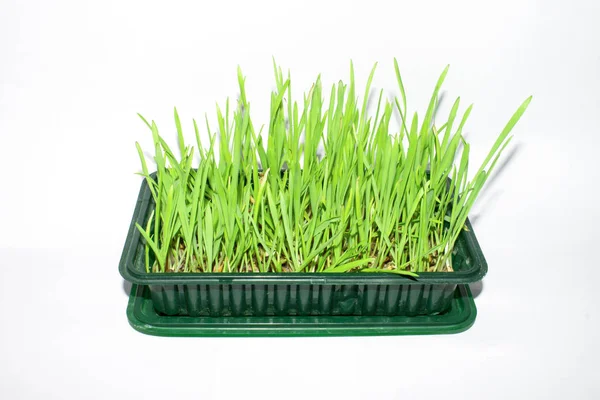 Avena Germinada Brotes Verdes Germinados Hierba Verde — Foto de Stock