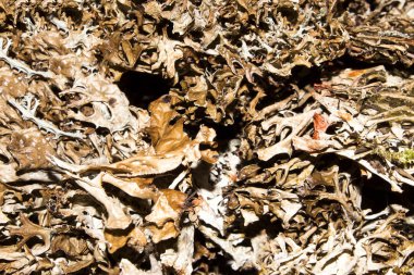 Kuru yosun ve likenler. Yosun ve liken arka plan.