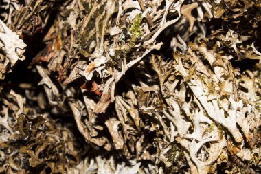 Kuru yosun ve likenler. Yosun ve liken arka plan.