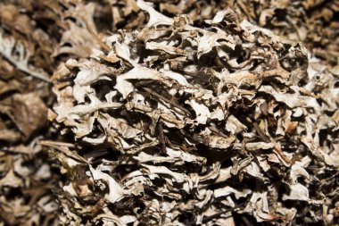 Kuru yosun ve likenler. Yosun ve liken arka plan.