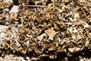 Kuru yosun ve likenler. Yosun ve liken arka plan.