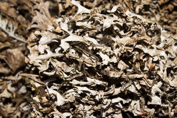 Kuru yosun ve likenler. Yosun ve liken arka plan.