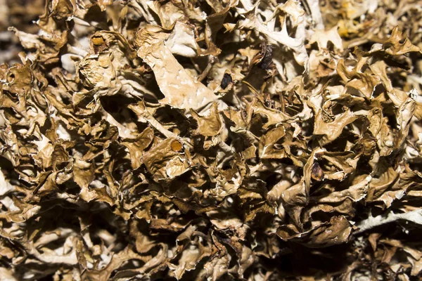 Dry Mosses Lichens Moss Lichen Background — Stock Photo, Image