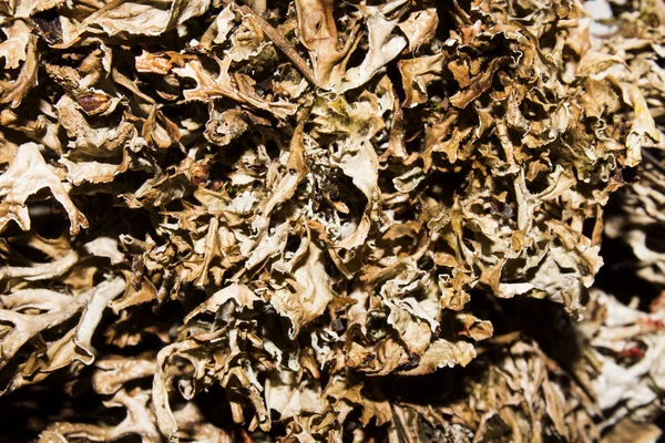 Dry Mosses Lichens Moss Lichen Background — Stock Photo, Image