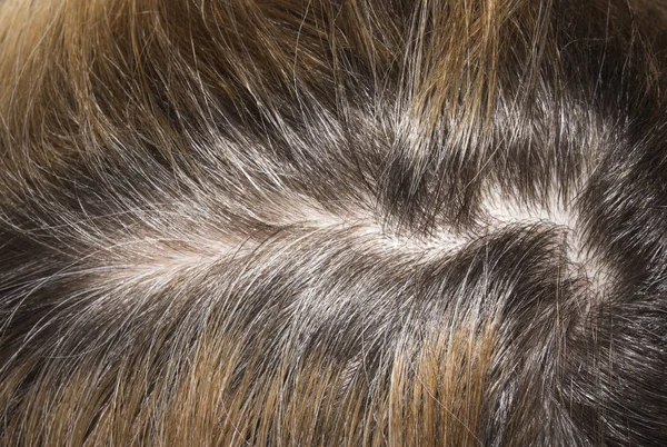 塗装されていない毛の根 塗装されていない髪の背景 — ストック写真