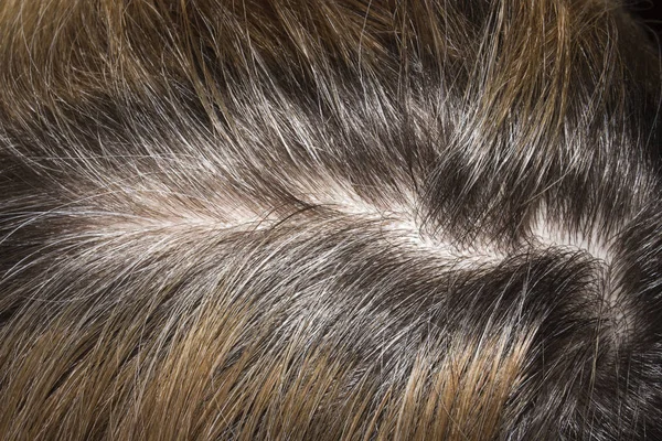 Unpainted hair roots.Background of unpainted hair.