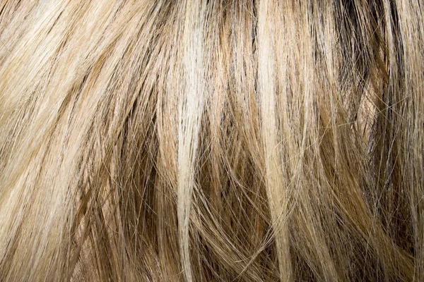 色のついた女性の髪 色のついた髪の背景 — ストック写真
