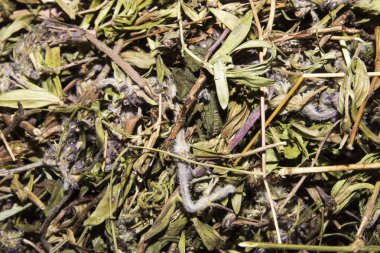 Kurutulmuş kekik. Kekik arka plan. Çay gibi demleyin için kekik. Kekik ot tıbbi bir bitkidir.