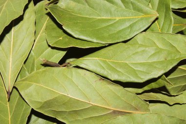 Defne yaprağı. Defne yaprağı arka plan. Kurutulmuş defne yaprağı doku arka plan.