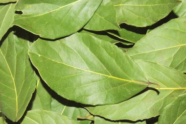 Defne yaprağı. Defne yaprağı arka plan. Kurutulmuş defne yaprağı doku arka plan.